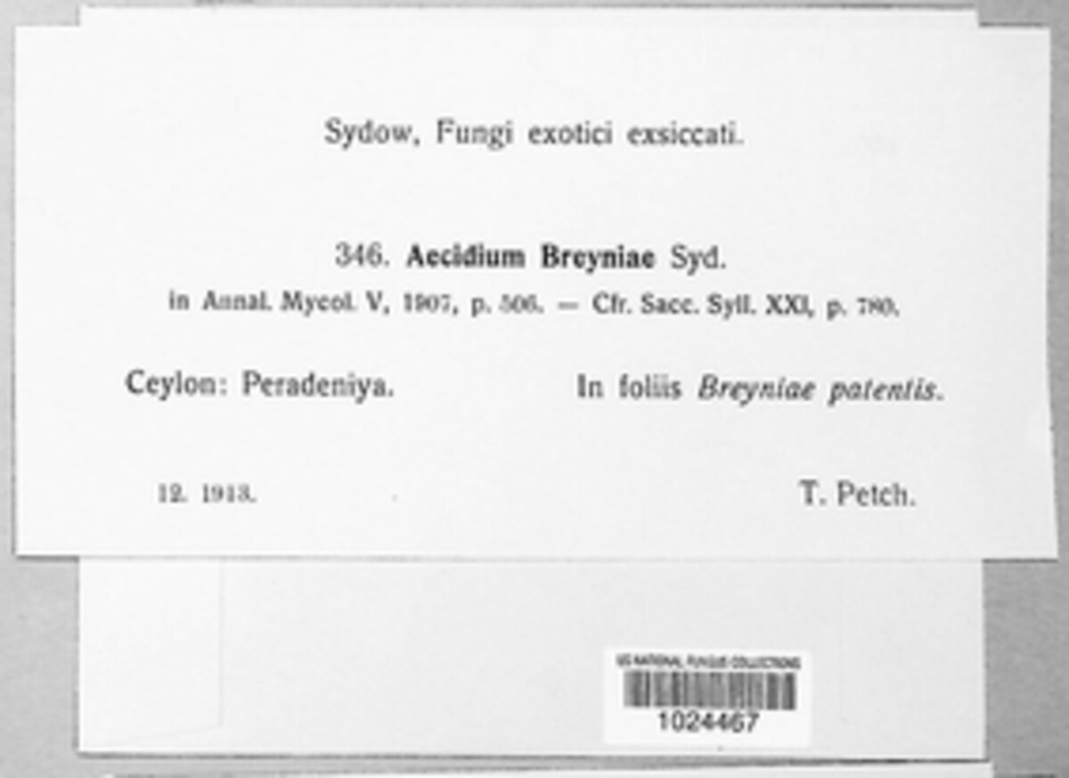 Aecidium breyniae image